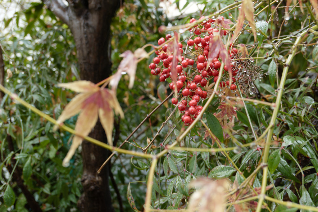 _1010204_DxO