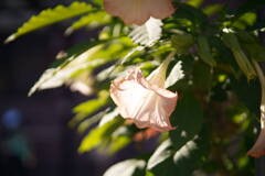 A7C00318