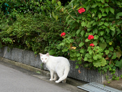 DSC06891_1