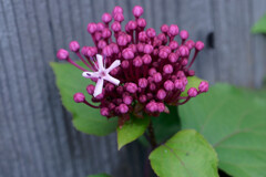 A7C09907_DxO
