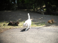 DSC00856
