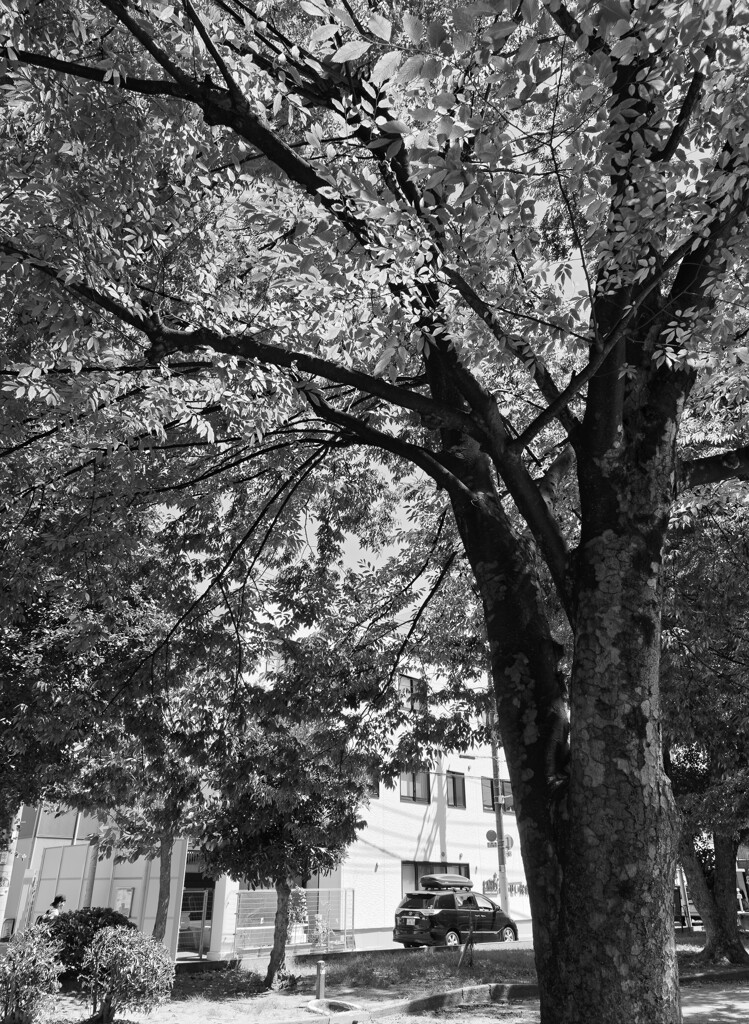 _1069531_DxO