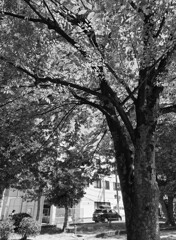 _1069531_DxO