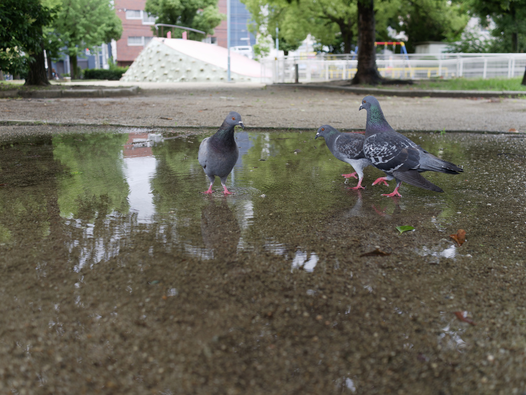 水溜まりと鳩