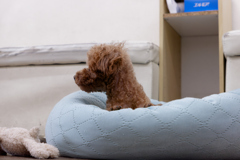 初保護犬CAFE