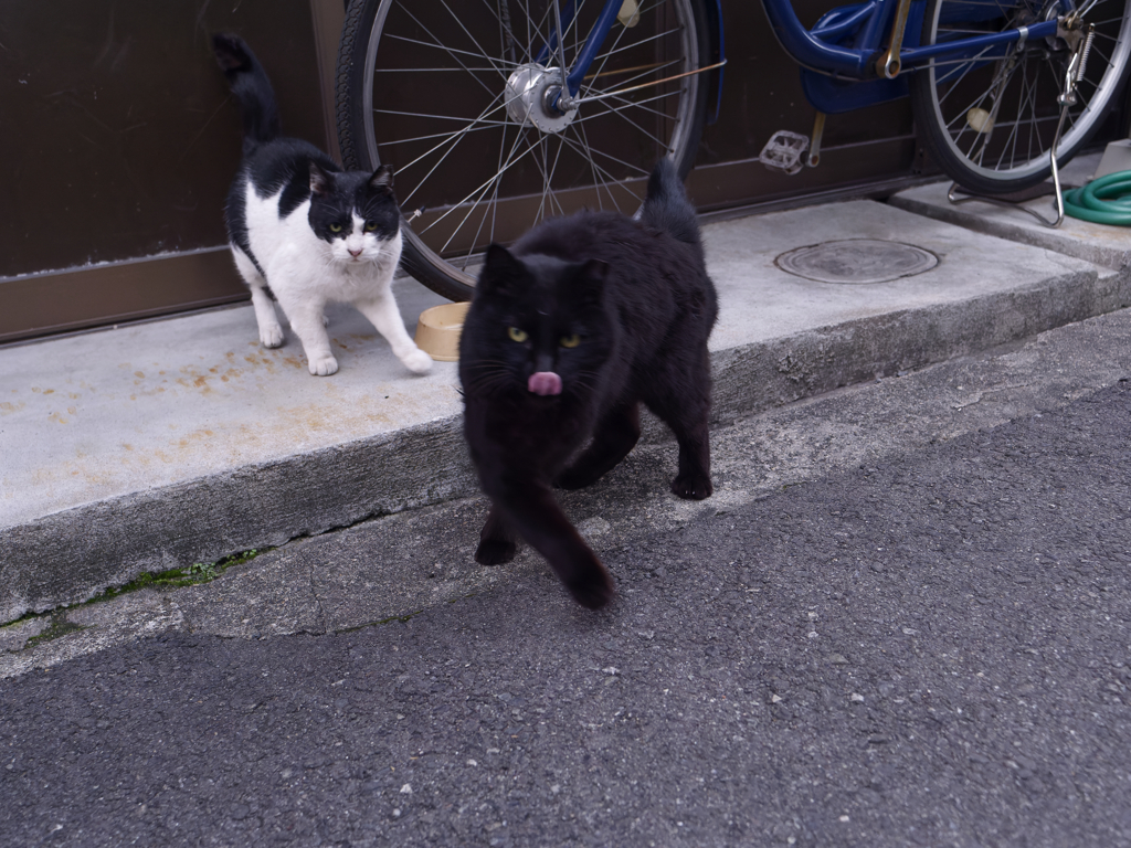 猫は半分正義