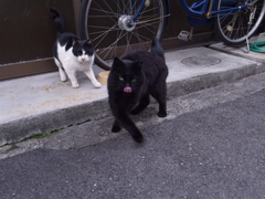 猫は半分正義