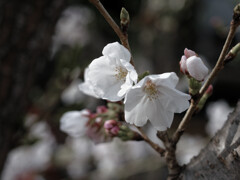 桜始まりました