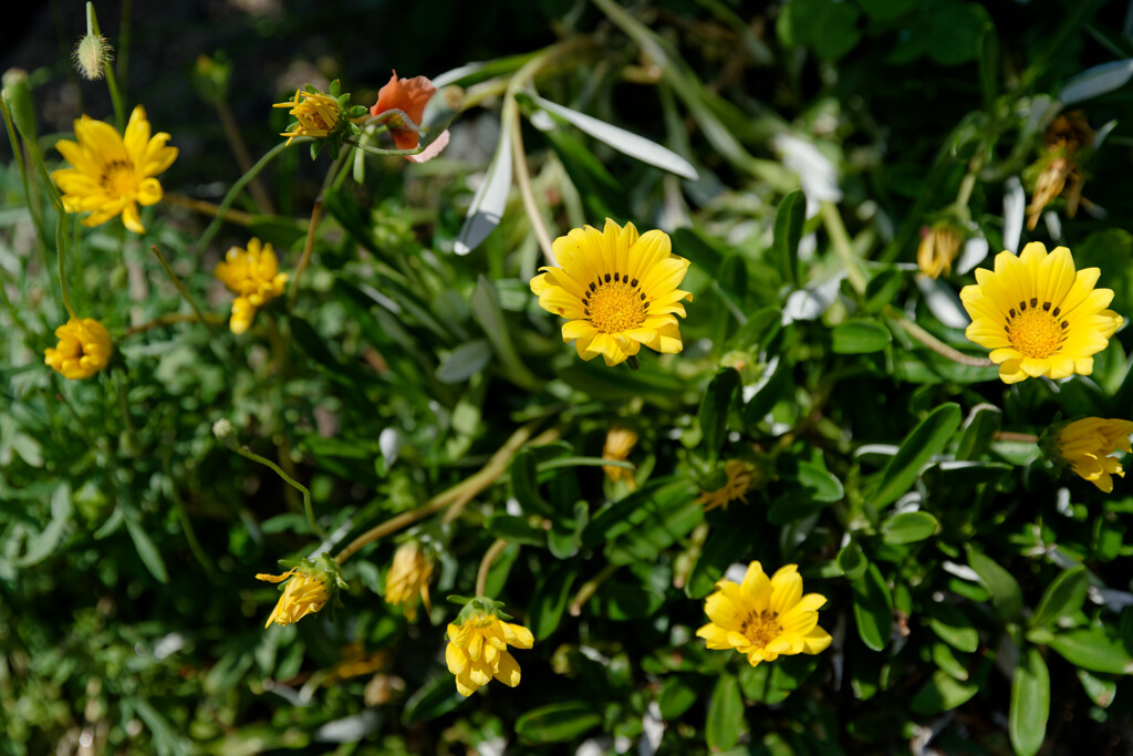 7R309183_DxO