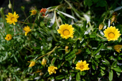 7R309183_DxO