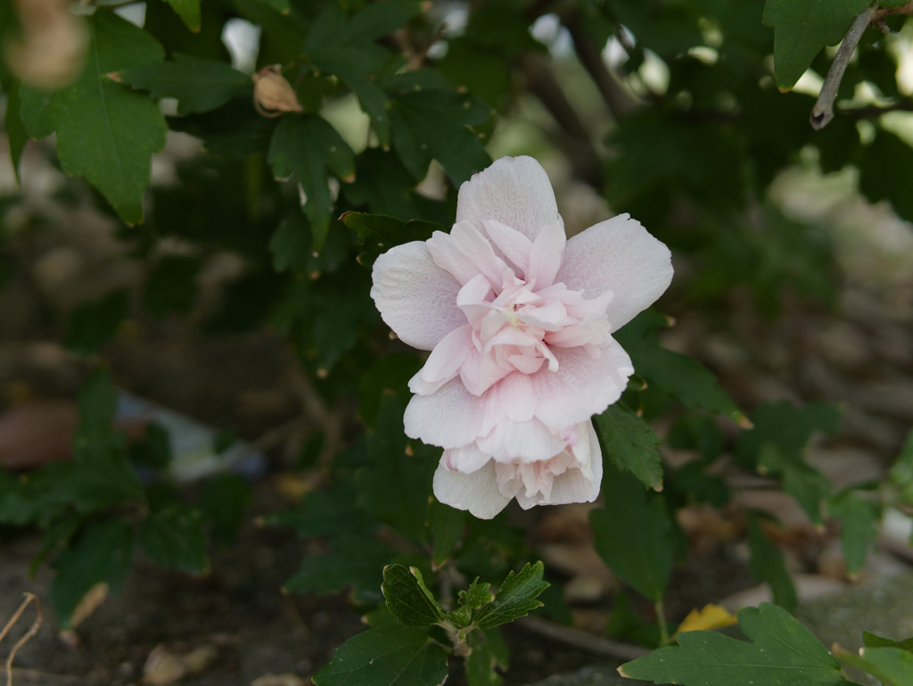 _1010590_DxO