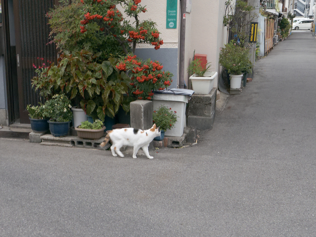 _1020943_DxO