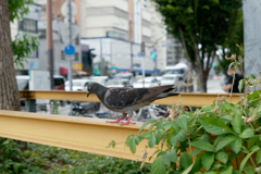鳩