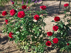P1093801
