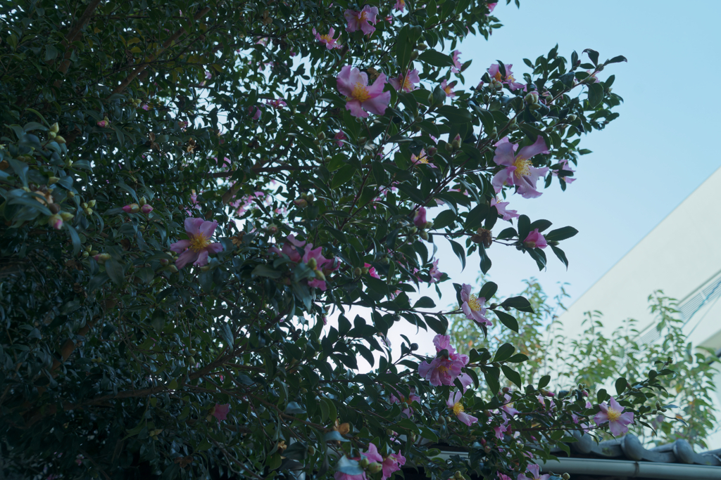 _A7C3009_DxO
