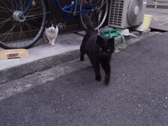 猫は半分正義