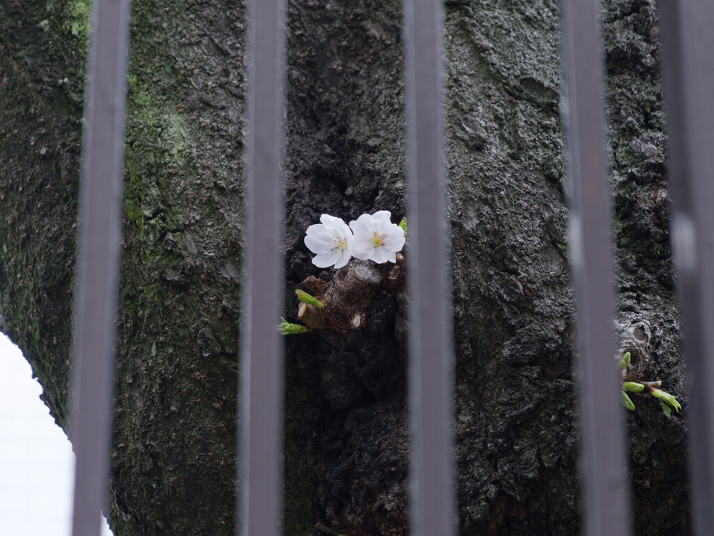 桜始めました