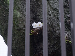 桜始めました