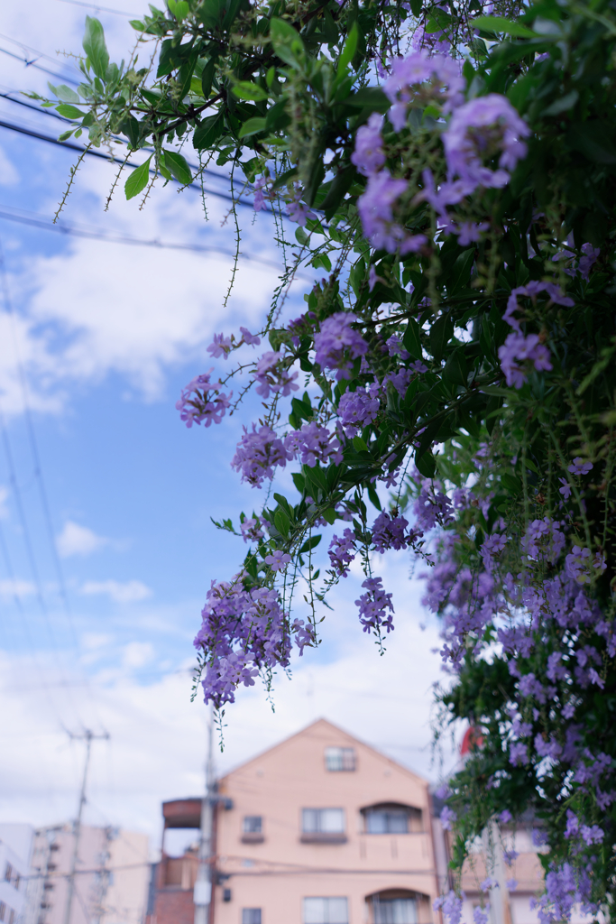 DSC09426_DxO
