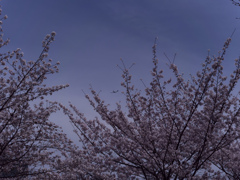 _G9P4503_DxO