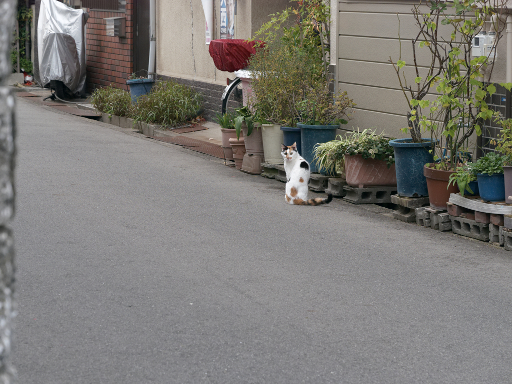 _1020937_DxO