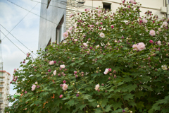 稼ぎが良さげな家庭にありがちな植物