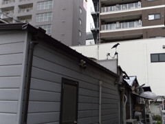 収集ゴミを荒した犯人一味の片割れ