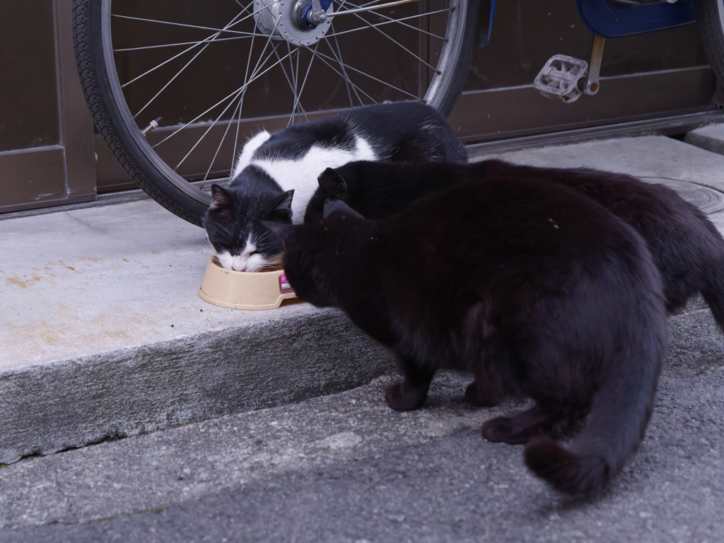 猫は半分正義
