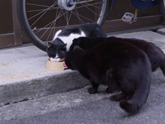 猫は半分正義