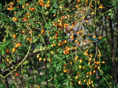 P1093923