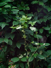 EF50mm F1.4 