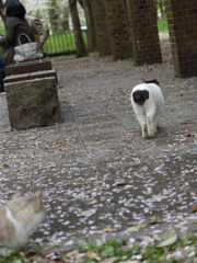 さくら猫