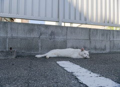 _1050545_DxO