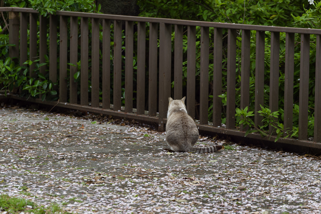 さくら猫