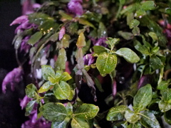 P1050947