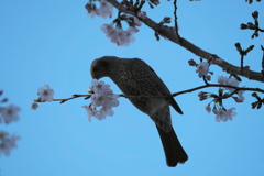 P1054090