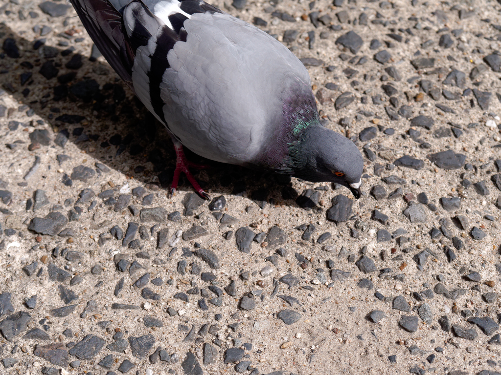 P1060826_DxO