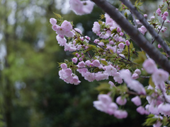 _G9P4683_DxO
