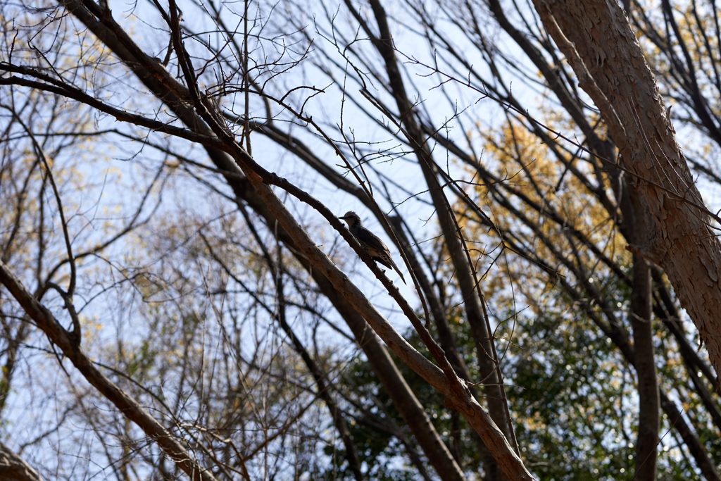 DSC00423_1