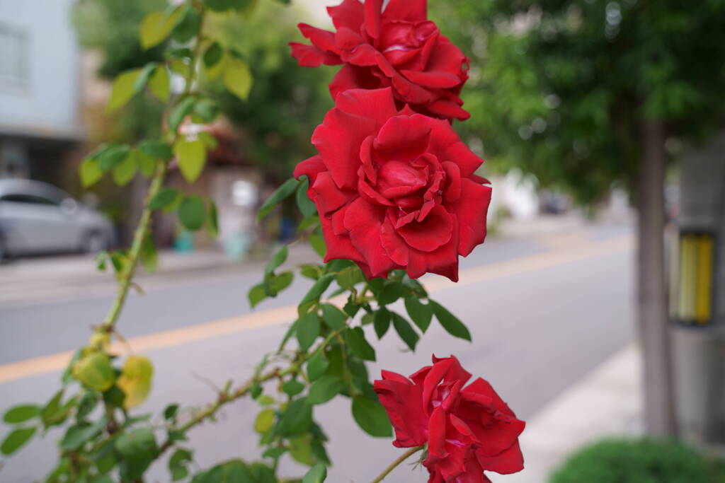 DSC00068