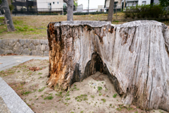 DSC04905