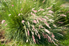 DSC03234b