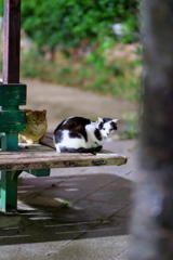 DSC01099