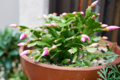DSC00293_1