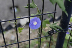 撮れ高　一枚だけ