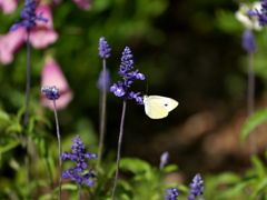 DSC00909