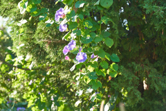 DSC03340b
