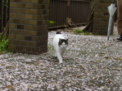 さくら猫