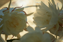 DSC03261b