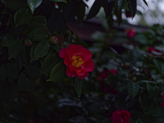 _G9P3992_DxO